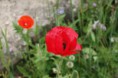 /album/galerie-de-photos-nature-et-patrimoine/a309196-116754891805621-960504629-n-jpg/